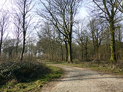 La forêt, au mont de Fiennes