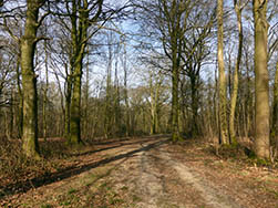La forêt, au mont de Fiennes