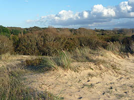 Dans les dunes d'Ecault