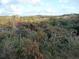 Dans les dunes d'Ecault