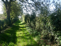 Un peu de verdure vers Wadenthun