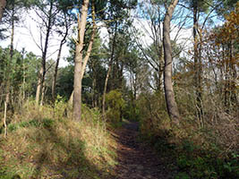 Sentier dans les dunes, au pied dumont
