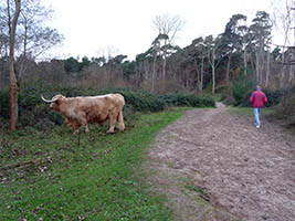 Les highlands se promènentlibrement