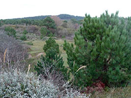Les dunes de Saint-Frieux