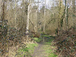 La forêt d'Hardelot