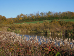 Etang au bas du ruisseau de Cour Colette