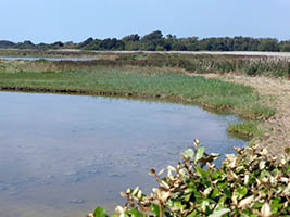 Etangs de l'estuaire de la Canche