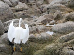 Attention, l'aigrette va bientôt décoller !
