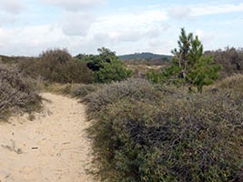 Dunes de Saint-Frieux