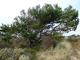 Dunes de Saint-Frieux
