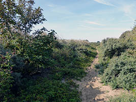 Dunes, dans le platier d'Oye