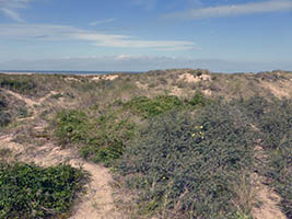 Dunes à l'entrée de calais