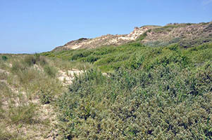 Dunes entre Sainte-Cécile et Camiers
