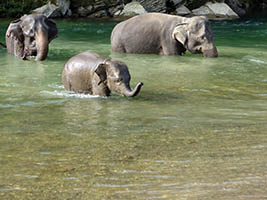 Les éléphants de Tangkahan